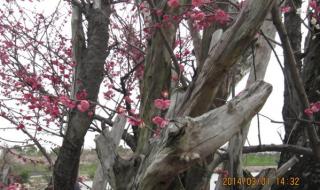 接不上茬是什么生肖